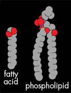 Exploring Life's Origins: Fatty Acids